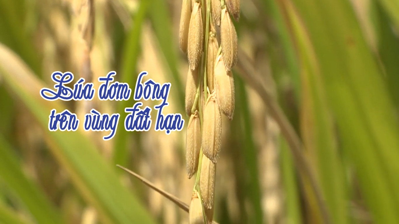 Lúa đơm bông trên vùng đất hạn