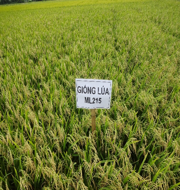 GIỐNG LÚA ML 215 