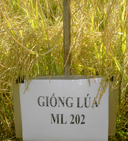 GIỐNG LÚA ML 202