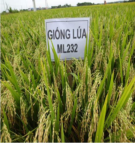 GIỐNG LÚA ML 232