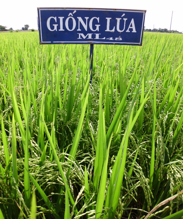 GIỐNG LÚA ML 48