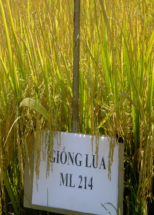 GIỐNG LÚA ML 214