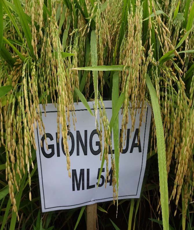 GIỐNG LÚA ML 54